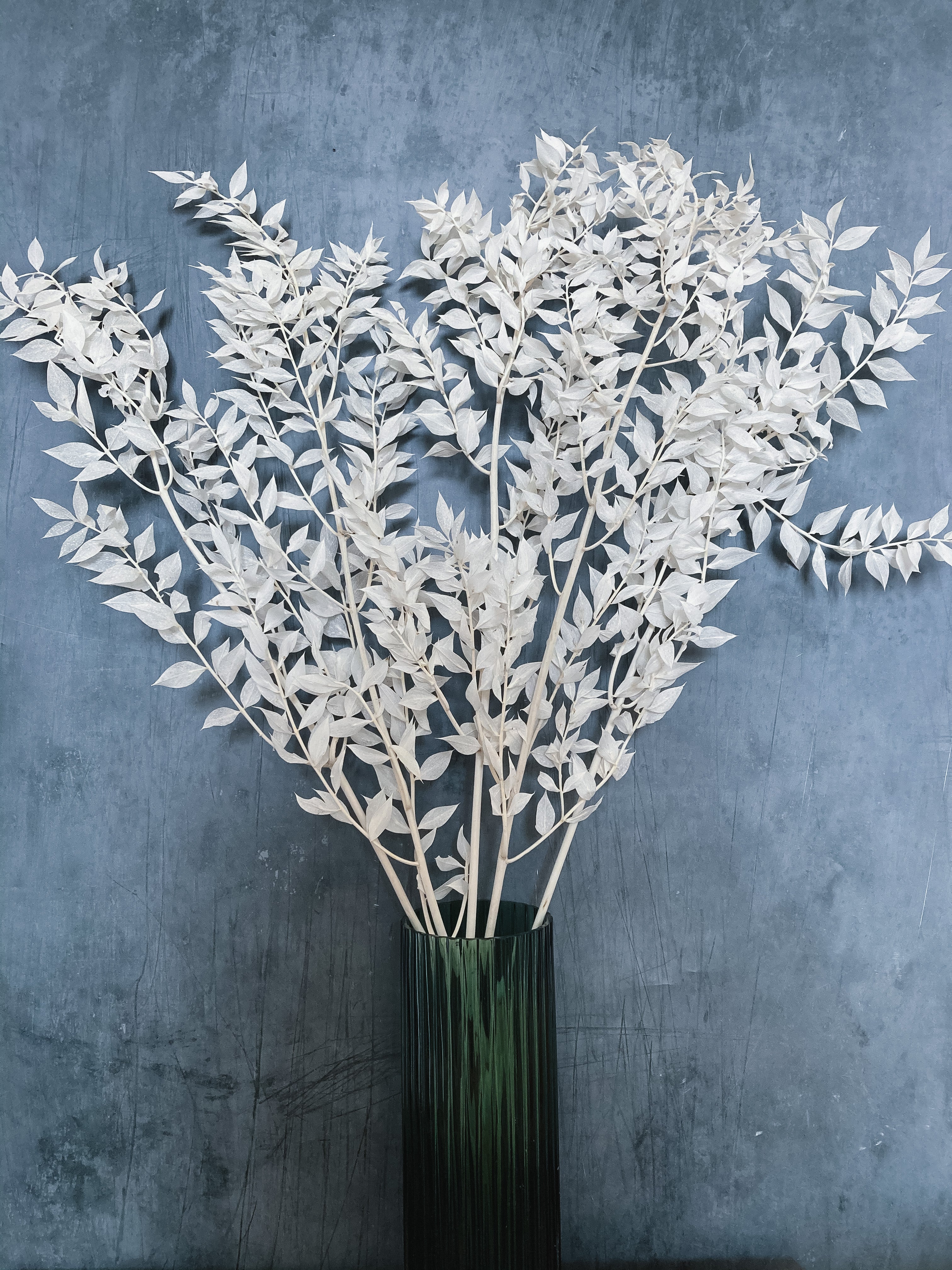 Preserved Ruscus (bleached) - Image 2